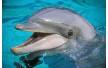 Les Dauphins (6 ans)